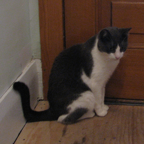 Elwood